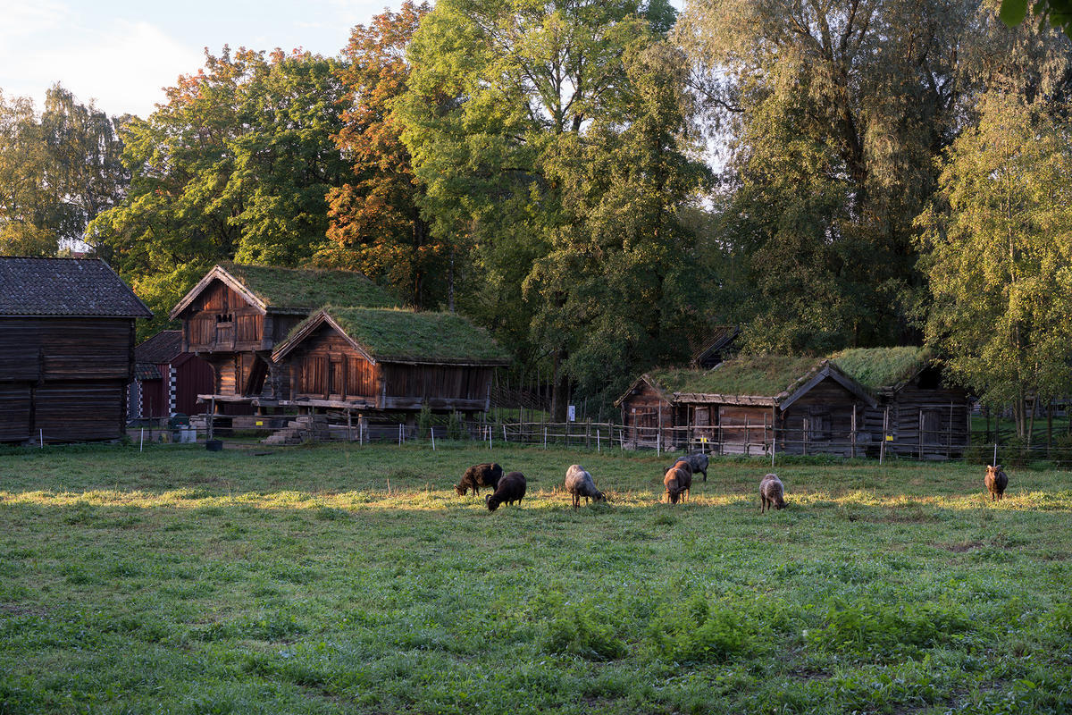 Forside - Norsk Folkemuseum
