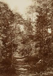 Bilde fra Marie Knudtzon (1879-1966) sin fotosamling. Se bil