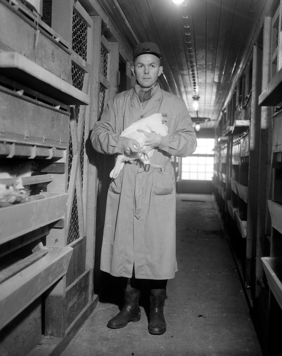 Norsk landbruks jubileumsutstilling 1959. Hønsehuset, mann holder en høne.