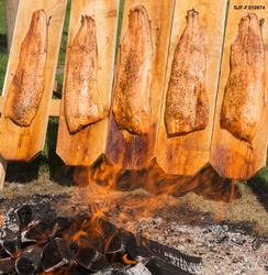 Kokkelauget i Hedmark og Oppland røyker laks under De nordis