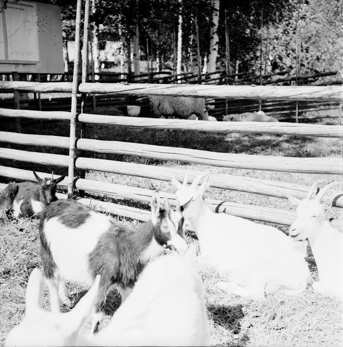 Arbrå,
Jordbrukets dag på Nytorp,
Juni 1971
