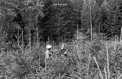 «Breien i Norderhov. 6-årig granplantning.»