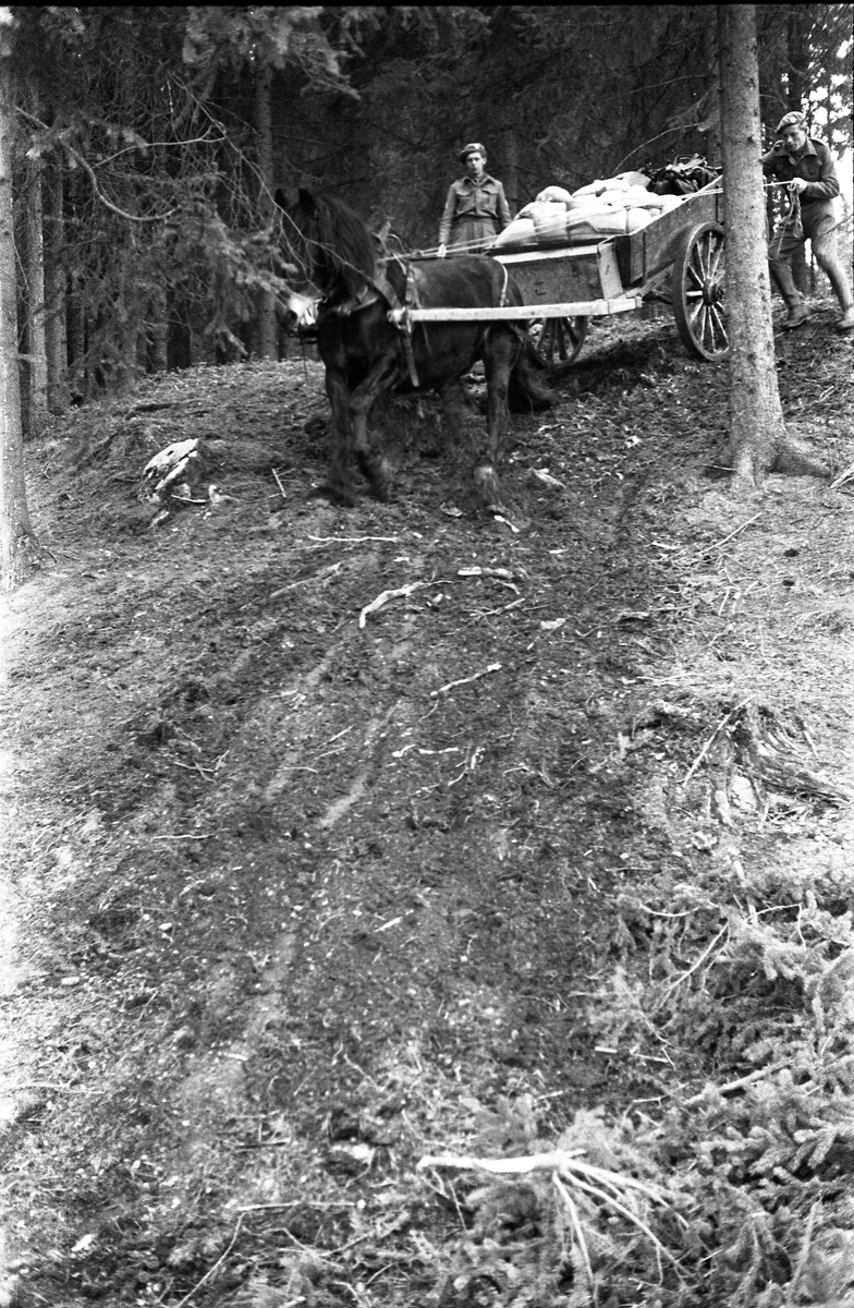 Hærens Hesteskole øver terrengkjøring med hest og vogn, trolig i skogen innenfor leirområdet på Starum. April 1949. Serie på 5 bilder.