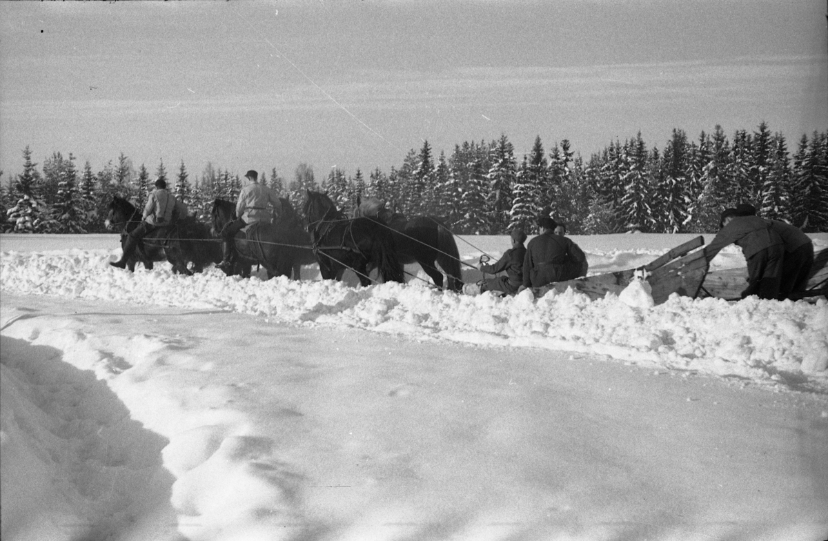 Snøbrøyting med plog trukket av hester. Hærens Hesteskole, Starum, februar 1950.