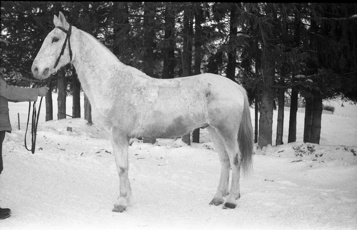 Hest som mønstres ved Hærens Hesteskole på Starum senhøstes 1950. Tre bilder. Mannen på bilde nummer to er Ragnar Mo.