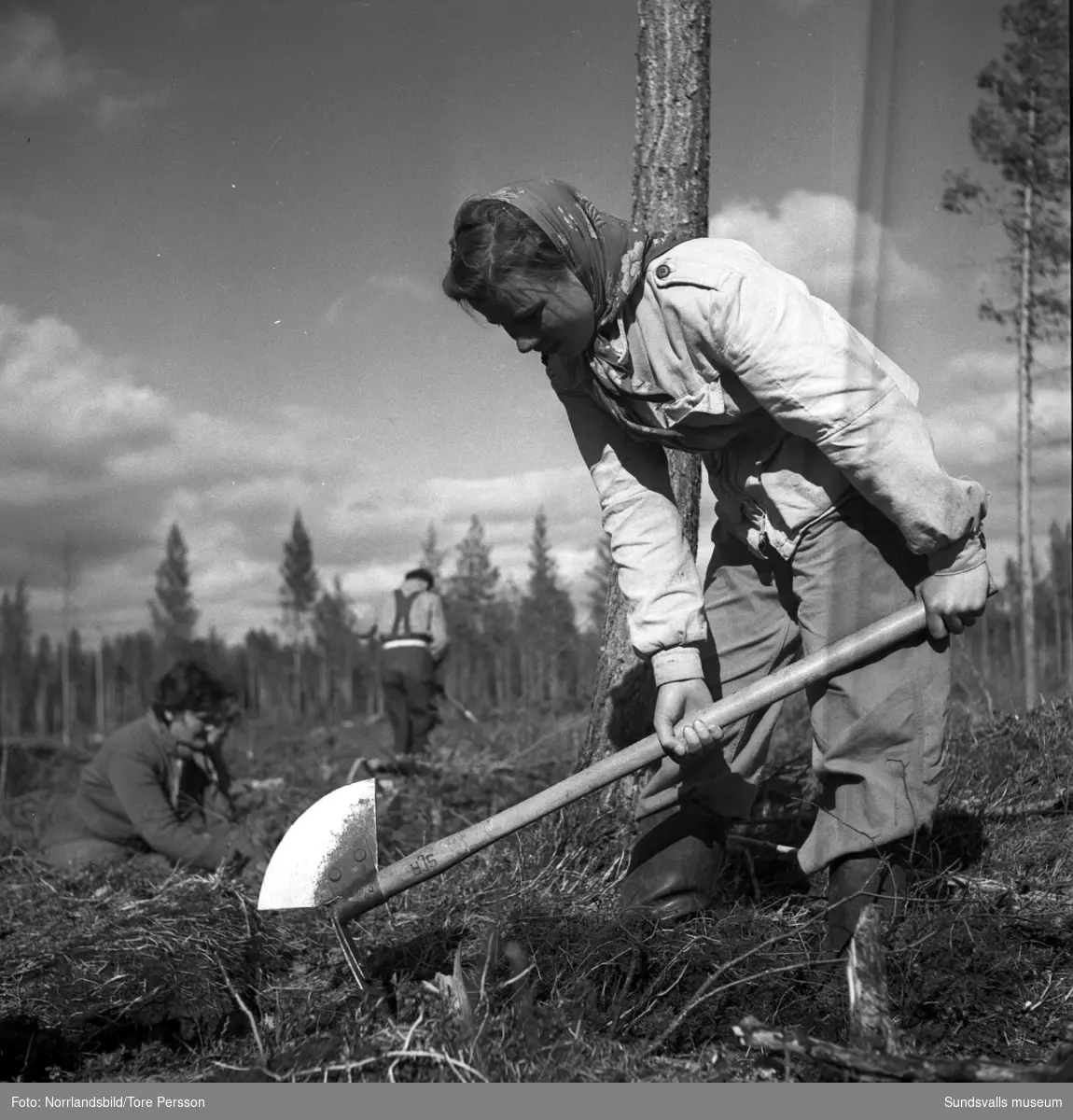Plantering av skog i Mellansjö, Ramsjö socken.