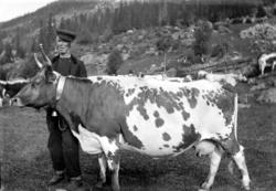 Portrett U, mann, kyr, husdyr,