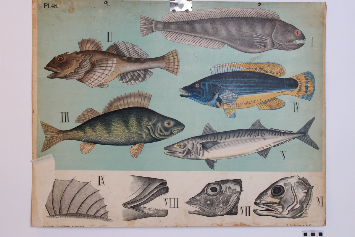 Detaljer av forskjellige fiskearter.