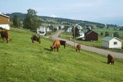 Beitende kyr. Vei og bebyggelse i bakgrunnen.