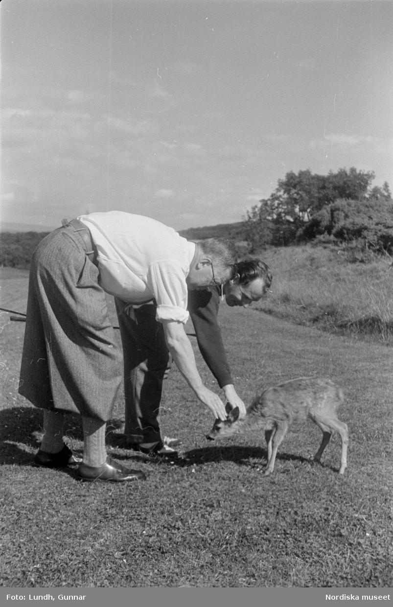 Mölle Golfklubb. Dåvarande kronprinsen Gustav Adolf och ytterligare en man klappar ett rådjurskid vid invigningen av klubbens golfbana 6 juli 1945.