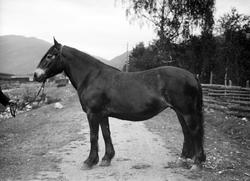 Ola Veggums hoppe, 14.06.1914, hest