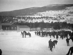 Hesteutstilling i Ringebu.