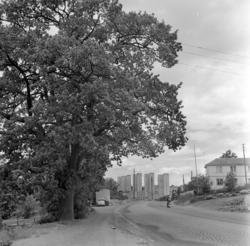Trondheimsveien fra Bjerke til Grorud. En fredet eik foran d