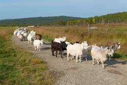 Geiter. Geit. Geitehold. Husdyr. Fra Tørresvangen, Tynset, H