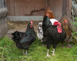 Fra "Fløttdagen" på Dølmotunet 2016, Tolga, Hedmark. Musea i