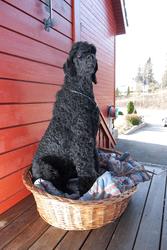 Hund sitter i sin hundekurv utenfor huset. Hunden er en kong