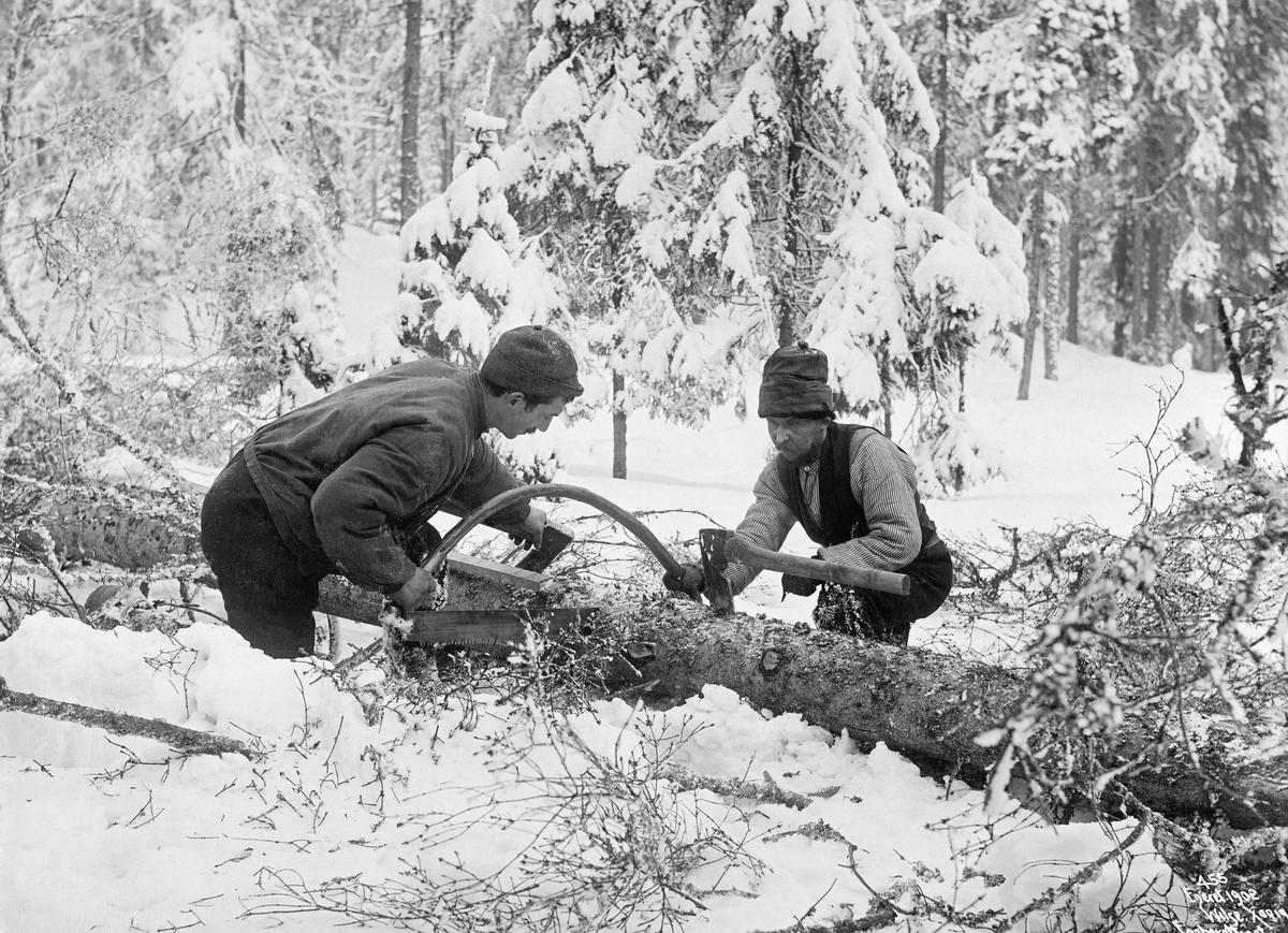 Skogens slitere. Bildet viser to tømmerhuggere i Nordmarka som er i arbeid med bogesaga. (Foto/Photo)