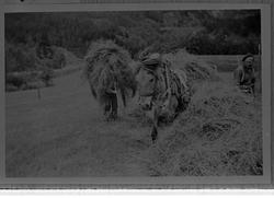 menn hest kjerre høy ekre