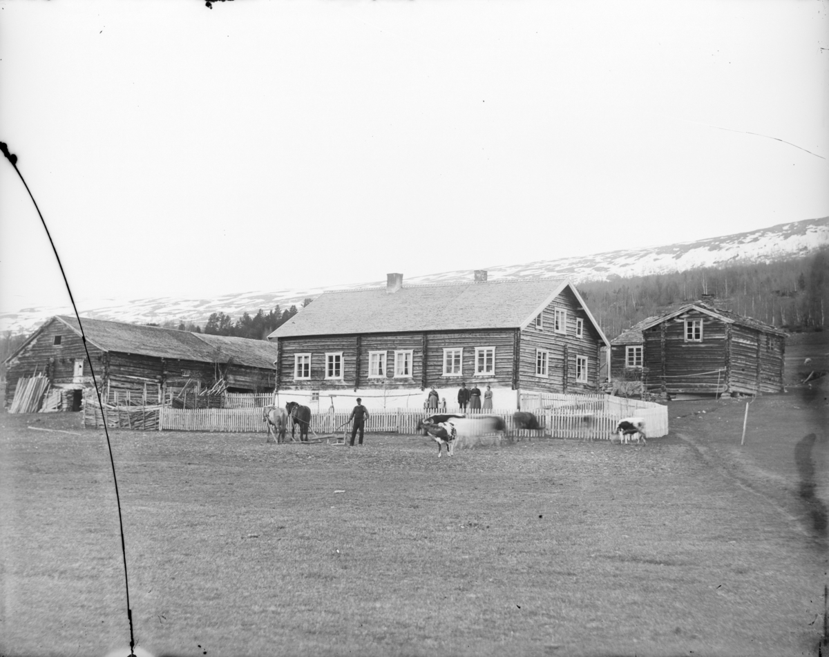Lesjaskog, Nordsletten, gardstun, 2 hester med treplog, 5 storfe, 5 voksne og 2 barn.