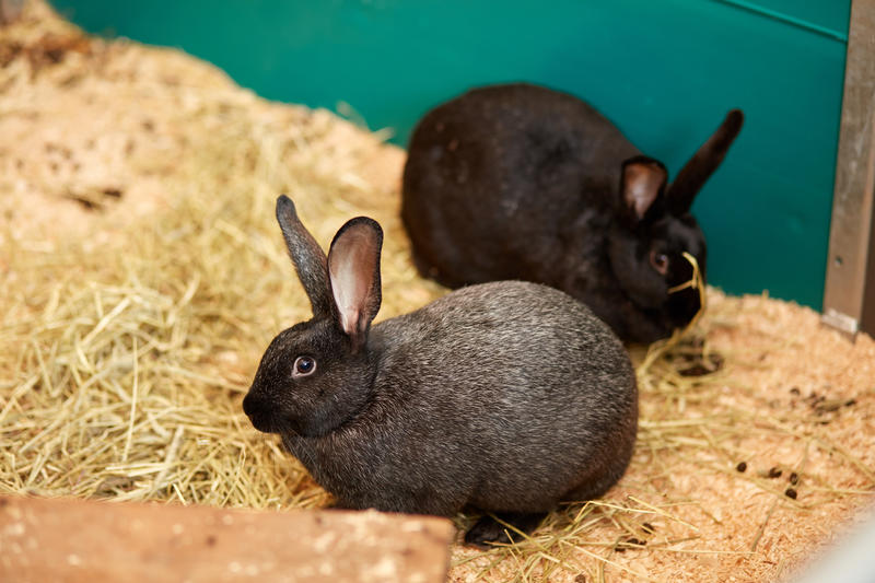 To svarte kaniner. 