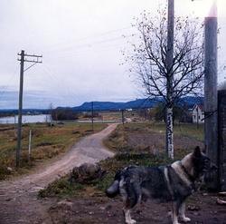 Utsikt från Åsen mot sjön Kläggen, Sörmark. Älghunden heter 