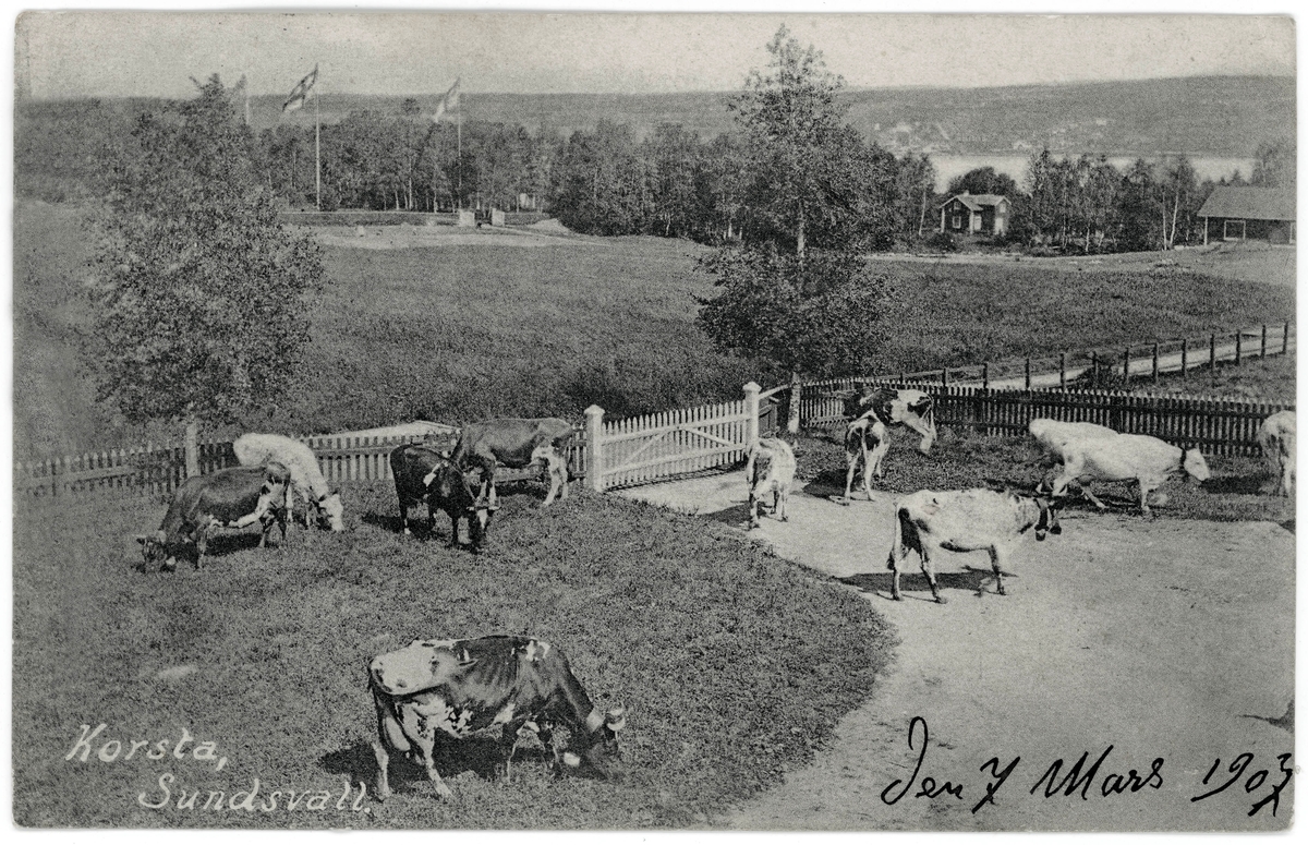 2 st vykort med motiv från byn Korsta. Fotografierna är tagna från gården Lövbacken norrut. Poststämplat 7/3 1907.
