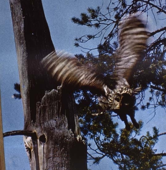 Slagugglan flyger ut från sitt bo i en ihålig trädstam.