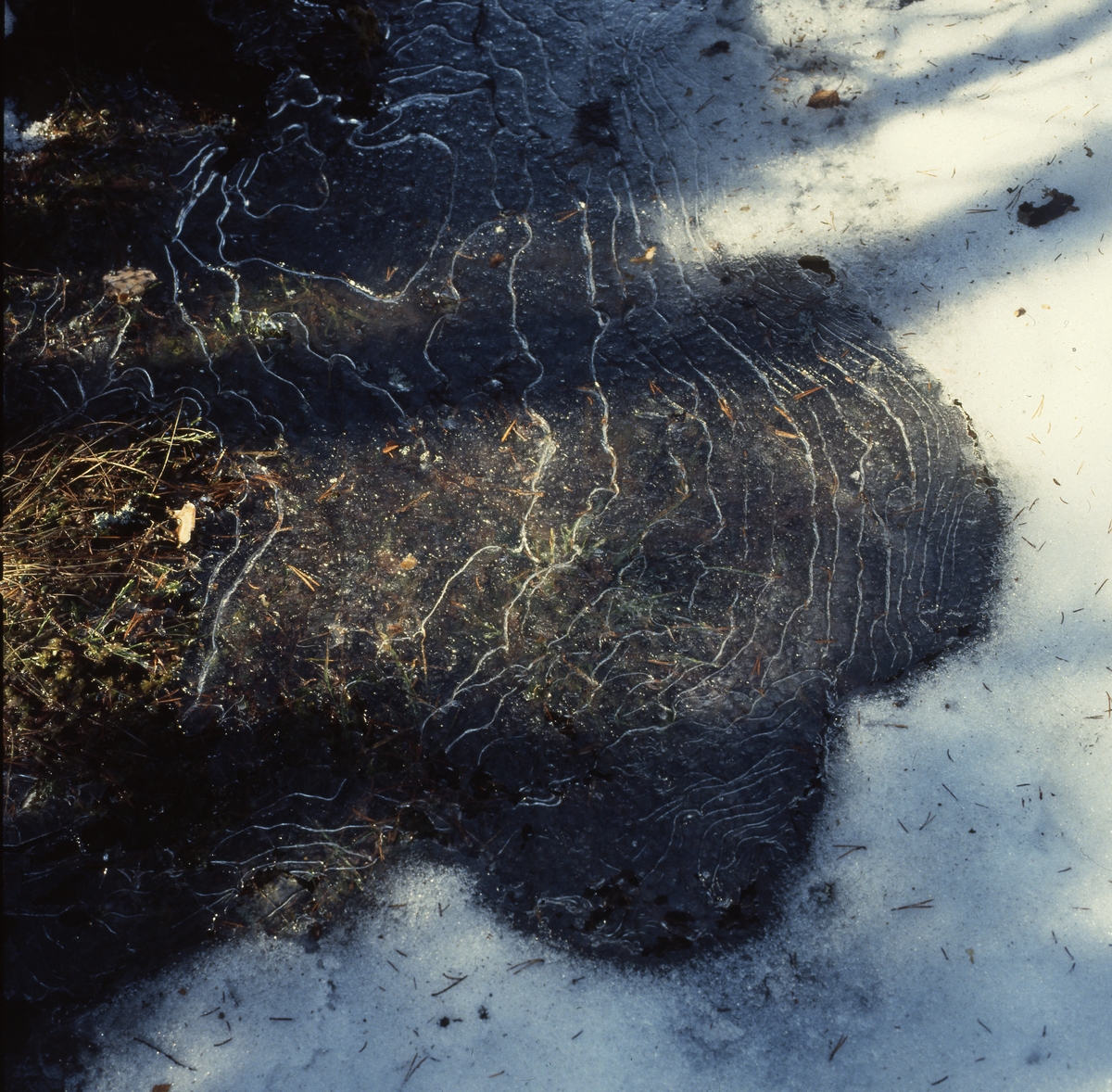Vårbäck i ån, 1982. Lite tunn is och snö ligger kvar på vissa ställen.