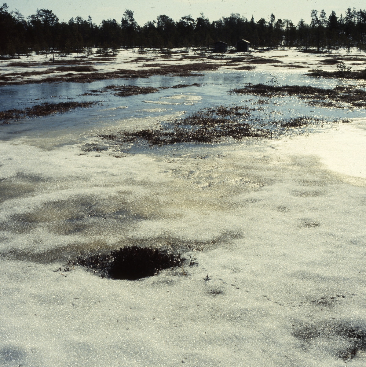 Is på ån, våren 1982.