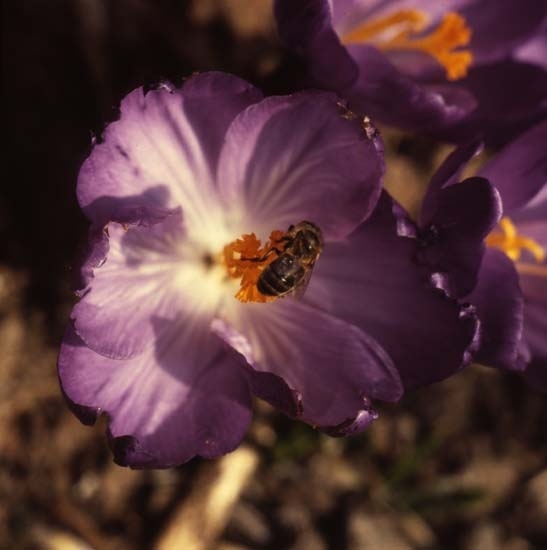 Närbild av ett bi i krokusblomma, maj 1983.
