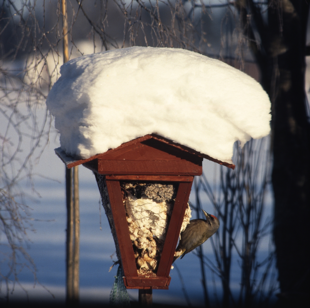 Gråspetten vid fågelmataren, februari1986.