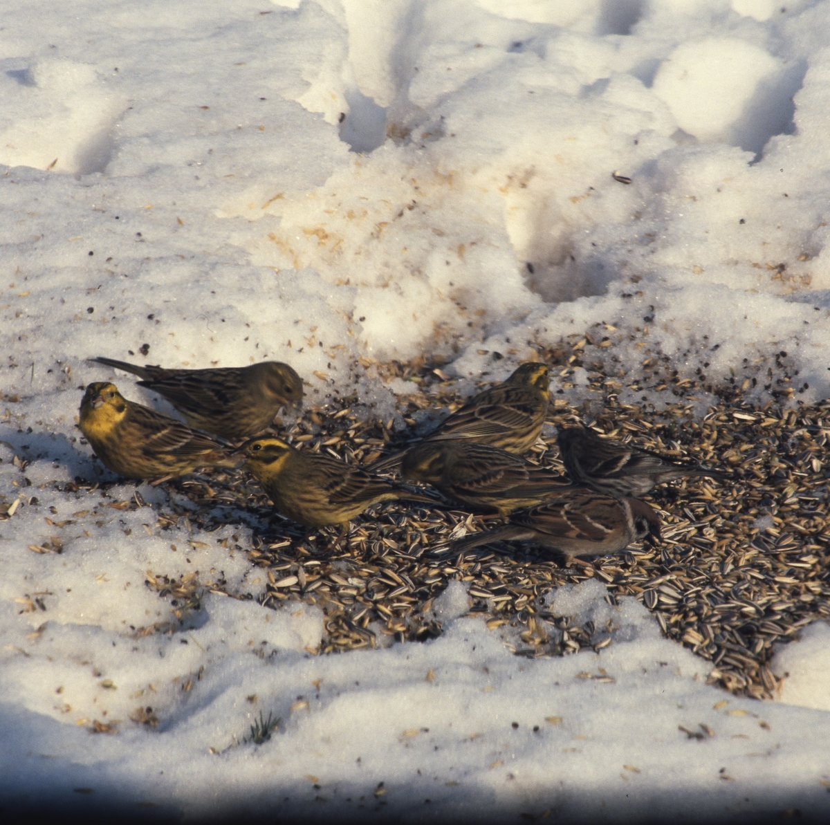 Gulsparvar och pilfinkar äter frön från snötäckt mark, mars 1986.