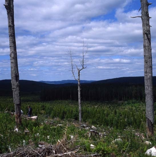 Landskap med blånande berg och vida skogar. I förgrunden står tre torrakar. Hälsenskogarna 13 juni 1990.