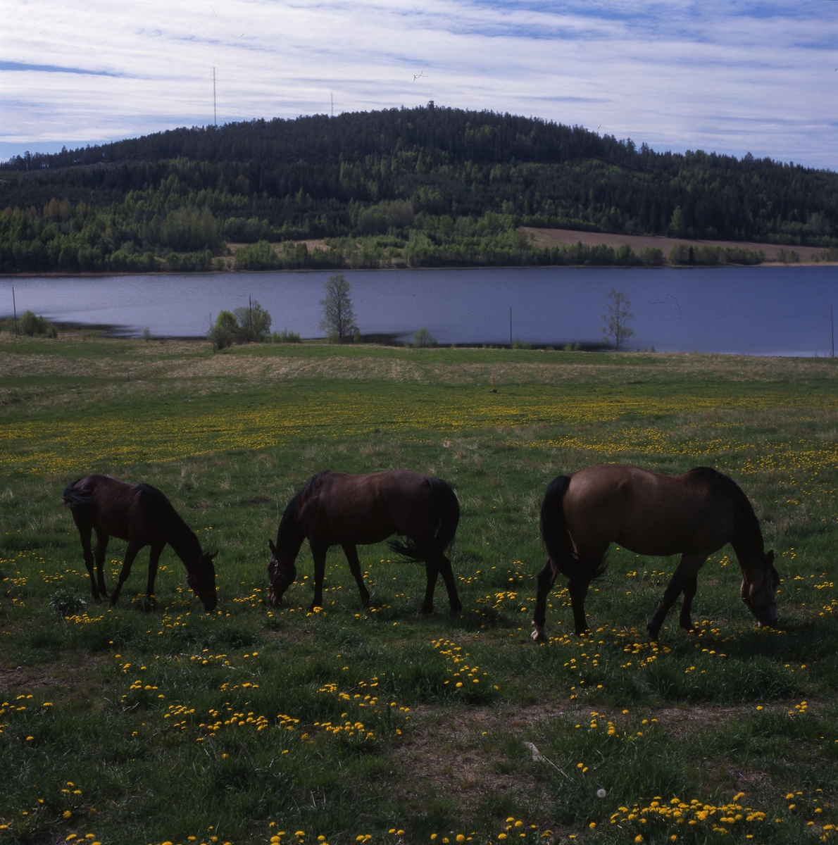 Hästar på bete bland blommande maskrosor, sett från "Lindbergs" mot Bullerberget, 1997.