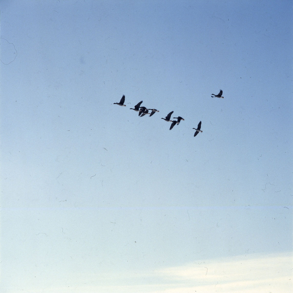 Flygande gäss mot blå himmel, Skåne 1 mars 1986.