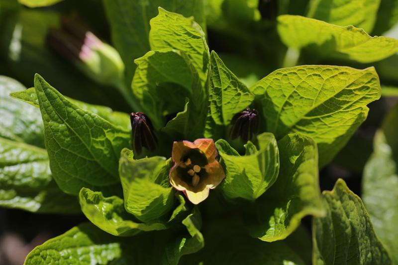 Den mørkerøde, klokkeformede galnebærblomsten en gulaktig inni og har tydelig arr innerst i klokka.