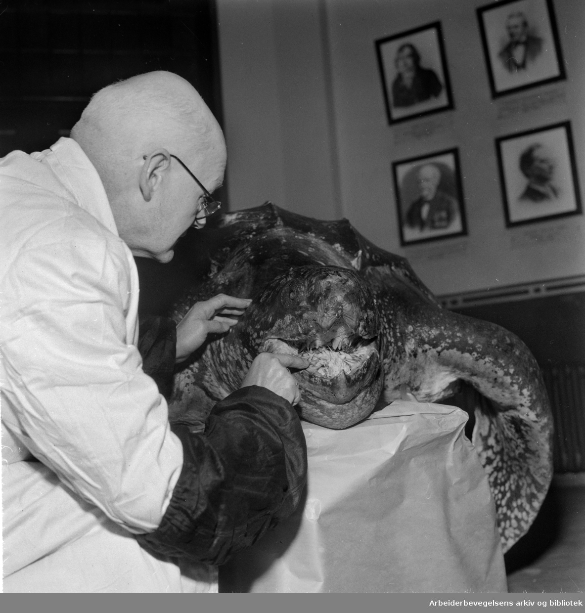 Zoologisk Museum. Kjempeskilpadde på Tøyen. Januar 1959