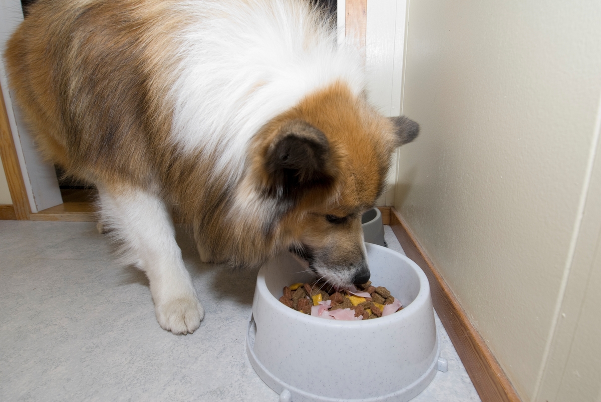 Hunden Romeo spiser hundemat fra sin matskål