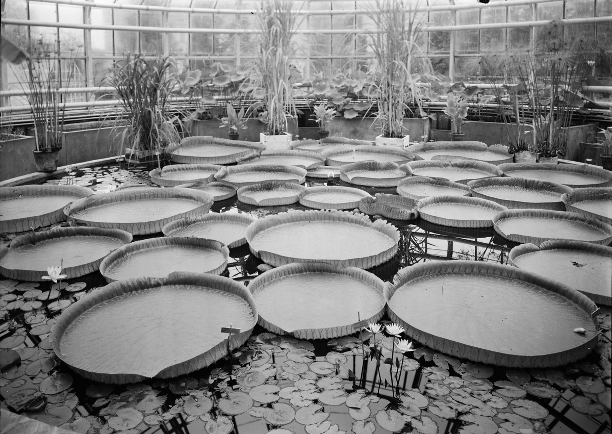 Näckrosdammen i Tropiska växthuset, Botaniska trädgården, Uppsala 1943