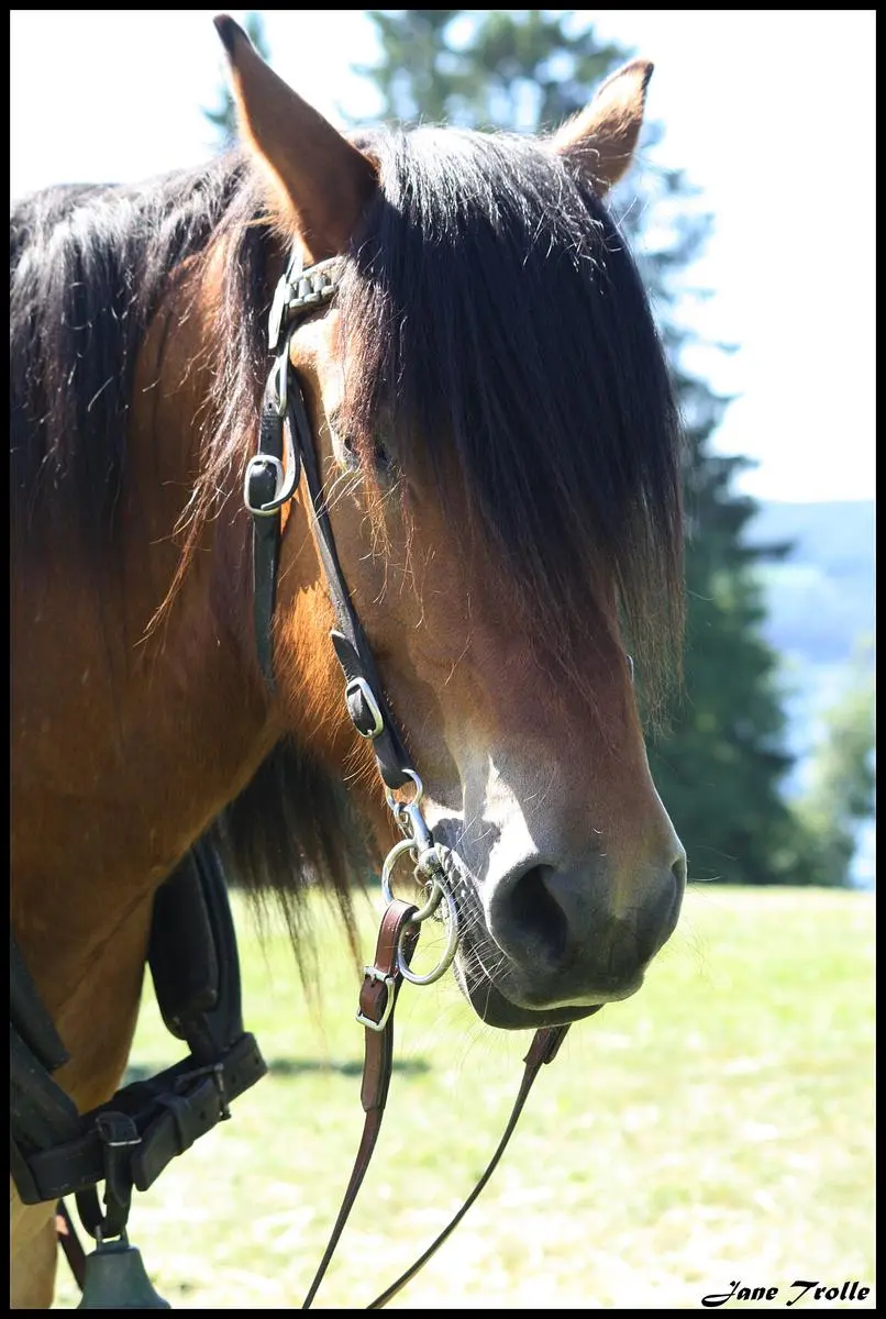hodet på brun hest