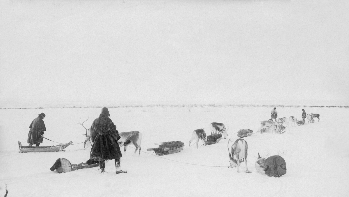 Transport på snødekt mark med rein som trekkdyr.  Fotografiet er tatt i åpent, flatt og skogløst lende på Finnmarksvidda tidlig i 1920-åra.  Det viser ni eller ti reinsdyr med samiske pulker, små båtformete sleder, på snøen.  Ved de fremste reinsdyra skimter vi et par karer, antakelig Kautokeino-samer, med firevinds- eller stjerneluer.  Bakerst (til venstre i bildeflata) ser vi to karer med ørelappluer av skinn og digre kjørepelser.  Dette skal ha vært herrene "Nilsen og Frette", sannsynligvis skogfunksjonærene Einar Emil Nilsen og Tharald Frette.