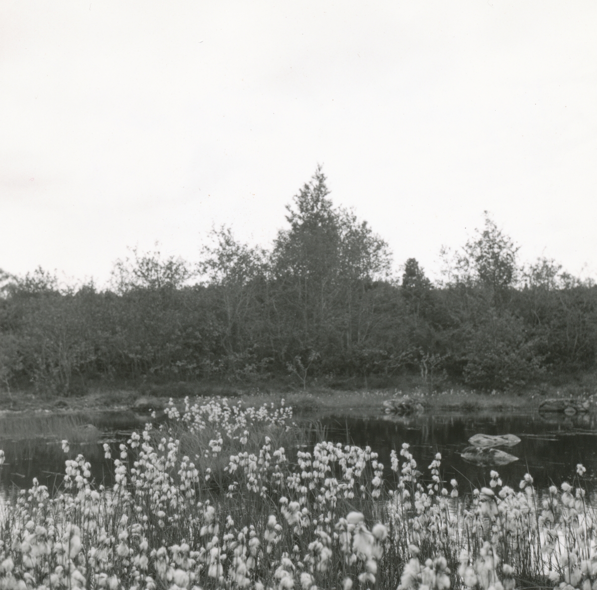 Bilder i serie av myrull på Flisnes, Ålesund.