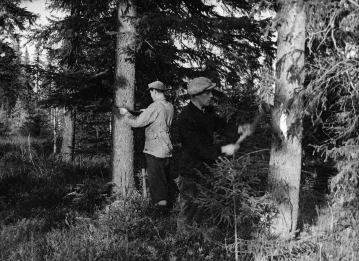 Forberedelser til skogsdrift i Mustadskogene i Vardal høsten 1943.  Bildet viser to karer i arbeid, den ene måler diameteren på en trestamme i brysthøyde, den andre hogger et bless i brysthøyde på en nabostamme.  Her foregår det med andre ord blinking, antakelig med sikte på såkalt bledningsdrift, hvor det var målet var å hogge enkelttrær i vekstfaser da de hadde optimal bruks- og omsetningsverdi, samtidig som andelen av undertrykte individer i den gjenstående skogen skulle reduseres til et minimum. Trærne som ble stående igjen skulle være slike som hadde et stort vekstpotensial. 