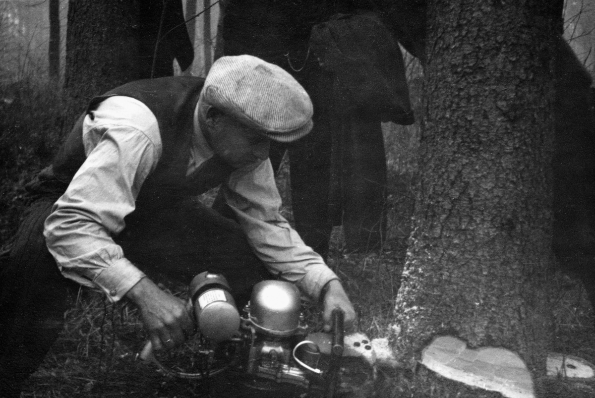 Gustav Gierløff Klem (1898-1959), professor ved Det norske Skogforsøksvesen, tester ei motosag av det canadiske fabrikatet Beaver, antakelig i 1946.  Klem var kledd i dressbukser, vest, lys skjorte og sixpencelue.  Han sto med bøyde knær og førte sagsverdet gjennom rotsonen på ei gran, der han på forhånd hadde lagd et felleskår på den sida fotografiet er tatt fra. 

Det var forretningsmannen John Svensson som arbeidet for å introdusere Beaver-sagene i norsk skogbruk.  Han kjente til at utenladske produsenter hadde utviklet motoriserte kjedesager som kunne brukes til trefelling i stedet for øks eller svans (handsag).  I åra like etter 2. verdenskrig forsøkte han å etablere et agentur for slike sager.  Svensson kom til at de tyske modellene fra Dolmar og Stihl var konstruert for grovere skog enn den man hadde i Norge, og dermed ble sagene tunge å handtere.  Svensson satset derfor på å få innført den noe mindre og lettere Beaver-saga til Norge.  Beaver Industrial Engineering hadde tilhold i Vancouver i Canada.  Med de restriksjonene som var lagt på import fra utlandet i knapphetstidene like etter krigen var Svensson avhengig av å ha både de skogfaglige miljøenes, forvaltningens og de politiske beslutningstakernes velsignelse for få i gang importen.  Derfor reiste han rundt og demonstrerte saga i håp om å kunne overbevise innflytelsesrike aktører om motorsagas effektivitet.  Andreas Vevstad intervjuet «Motorsag-Svensson» på hans gamle dager.  Om møtet med Erling Eide og Gustav Klem skal han ha fortalt følgende: 

«Deretter oppsøkte jeg Det norske Skogforsøksvesen, hvor jeg traff Eide og Klem.  Jeg hadde gitt beskjed på forhånd, og de stilte i skogen med en skogsarbeider i bakhånden.  Jeg felte et tre slik jeg skulle gjøre det, men skogsarbeideren barer ristet på hodet og sa at «det går ikke».  Så skulle vi kappskjære, og vi fikk skåret av de tildelte stokkene våre på om lag samme tid.  Ingen la noe vekt på at det treet jeg skar var mye tykkere enn det andre, og at jeg sto i blådress og skar uten å bruke krefter.  Den andre måtte slite som en feier. »

Vi vet ikke om dette fotografiet er fra den anledningen John Svensson refererte til, for her er et ikke han, men professor Klem som fører saga.  Antakelig var et også flere til stede enn dem Svensson nevner i intervjuet, blant annet student Knud Maartmann, som har tatt dette fotografiet.  

Mens lederne i Skogforsøksvesenet møtte motorsagene og landbruksstatsråd Kristian Fjeld viste seg skeptiske til den nye teknologien, møtte Svensson atskillig større forståelse hos arbeidsinspektøren i skogbruket, Sønnik Andersen, og hos sosialminister Sven Oftedal.  Sosialdepartementet kjøpte 50 Beaver-sager våren 1947, og snart kom det en bestilling på ytterligere 100.  Andersen og Oftedal var også sentrale da «Regjeringens tømmerutvalg» foreslo det skulle importeres 1 000 motorsager – 800 av fabrikatet Power (fra USA) og 200 Beaver.  Forslaget ble vedtatt, etter lange diskusjoner.  Motorsagteknologien ble en suksess, men det ble etter hvert helt andre merker enn Beaver og Power som kom til å dominere markedet. 