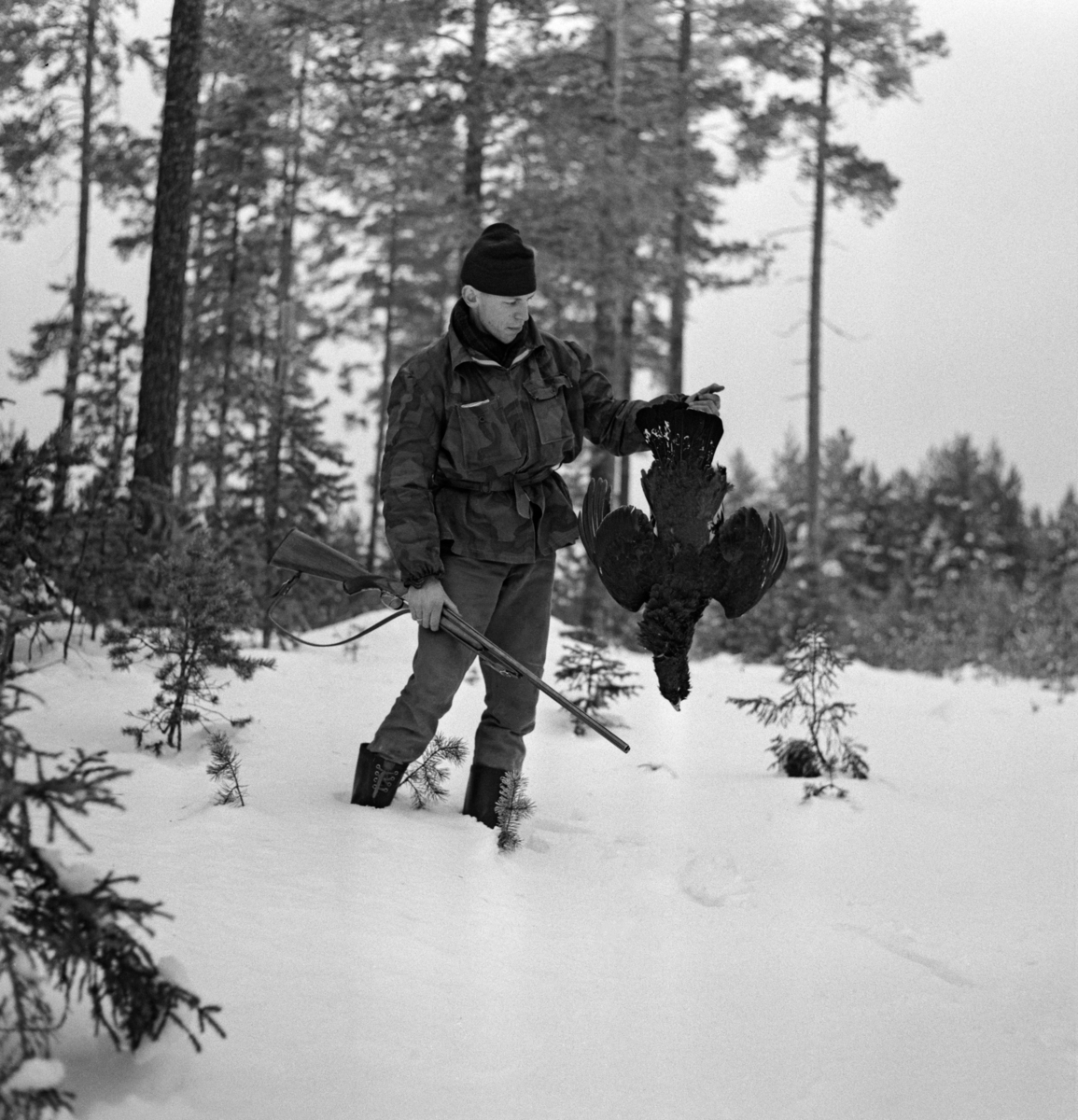 Storfugljegeren Kjell Søgård, fotografert med en nyfelt tiur, som han holdt foran seg etter beina, slik at hodet pekte mot bakken og halefjærene til værs.  I venstrehand holdt Søgard haglegeværet fuglen var skutt med.  Fotografiet er tatt på snødekt mark i et furubestand i Stavåsen i Elverum lille julaften 1963. Storfugljakt. 