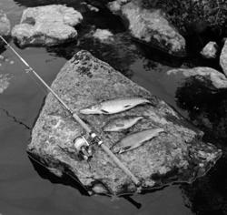 Fiskefangst tatt med fluestang i et av vatna i Femundsmarka 