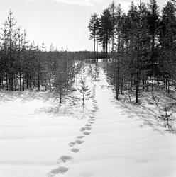 Jervespor på snødekt mark i Elverum i mars 1966.   Fotografi