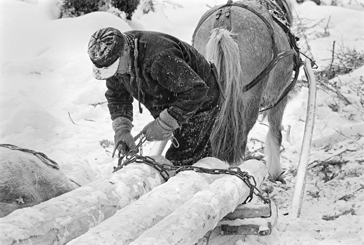 Lessing under tømmerkjøring i Nordre Osen (Åmot kommune i Hedmark) i februar 1980.  Fotografiet viser tømmerkjøreren Ole Rismyr (1931-1984) fra Trysil idet han var ei ferd med å spenne en kjetting over den fremre delen av et tømmerlass på en «rustning».  I den ene handa holdt han en «bendingsbjønn», som skulle brukes til å stramme kjettingene med.  Rustningen var en todelt sledetype, der framsleden («bukken») hadde dreibar bank og var forbundet med baksleden («geita») ved hjelp av en jernkjetting.  Her ser vi imidlertid bare den fremre delen av lasset og ytterendene av den dreibare banken på framsleden.  Kjørekaren var kledd i mørk jakke og bukse av vadmel.  Han hadde snøsokker som dekte leggene og støvleskaftene og bar ei skyggelue på hodet.  Over skuldra hang ei tømmersaks, som ble brukt som gripeklo under lessinga.  Tømmerhesten var i dette tilfellet en fjording.  Fotografiet er tatt i forbindelse med opptakene til fjernsynsfilmen «Fra tømmerskog og ljorekoie», som ble vist på NRK 1. mai 1981.  Ettersom poenget med denne filmen var å synliggjøre strevet i tømmerskogen i den førmekaniserte driftsfasen, viser den driftsprosedyrer og redskap som bare noen få veteraner fortsatt brukte på opptakstidspunktet.