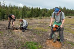 Plantearbeid i skogfrøplantasjen i Julussdalen i Elverum i H