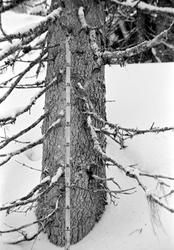 Måling av snødybde under den store hogstundersøkelsen i 1965